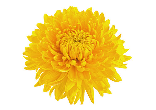 Chrysanthemum Yellow (10 Stems)