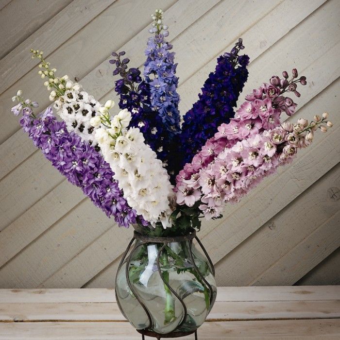 Delphinium Mix  (4 Stems)