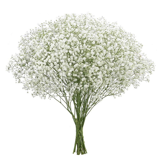 Gypsophila Xlence White (10 Stems)