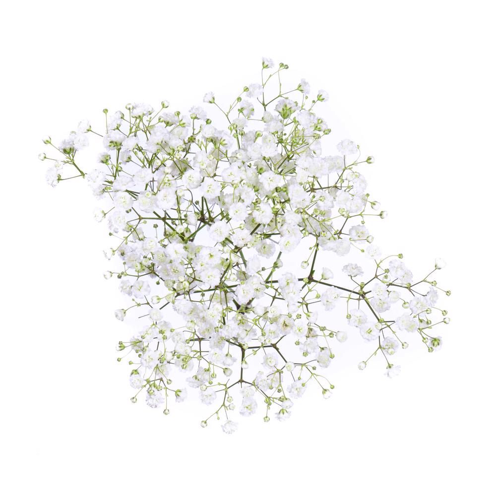 Gypsophila Xlence White (10 Stems)