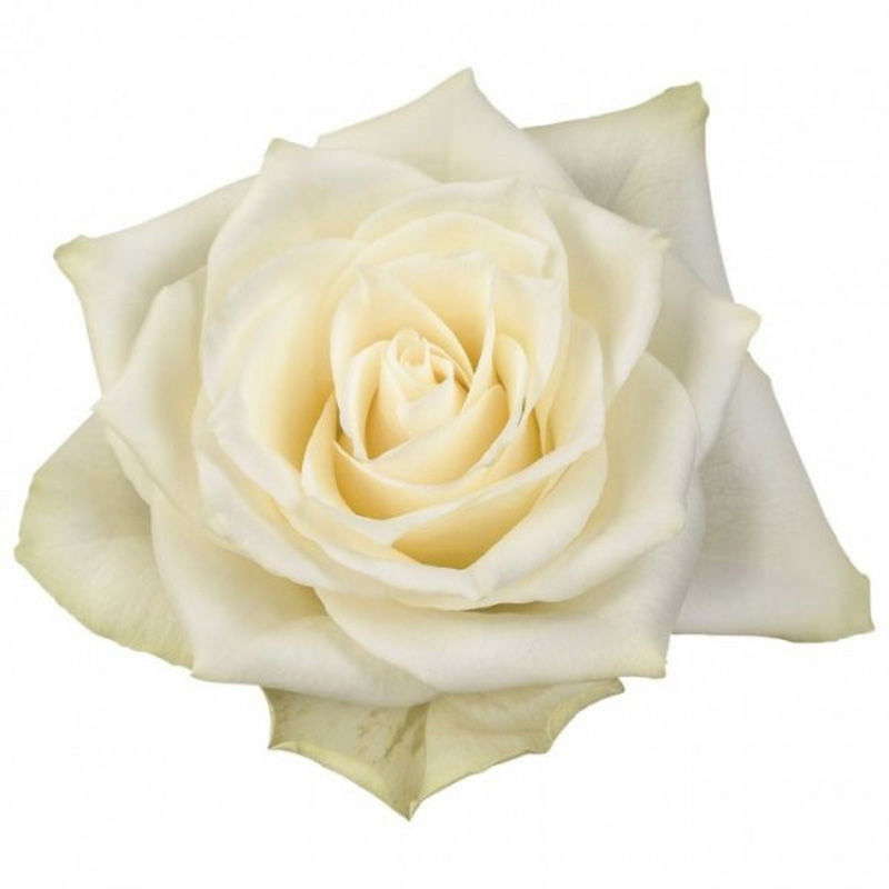 Rose Athena White (10 Stems)