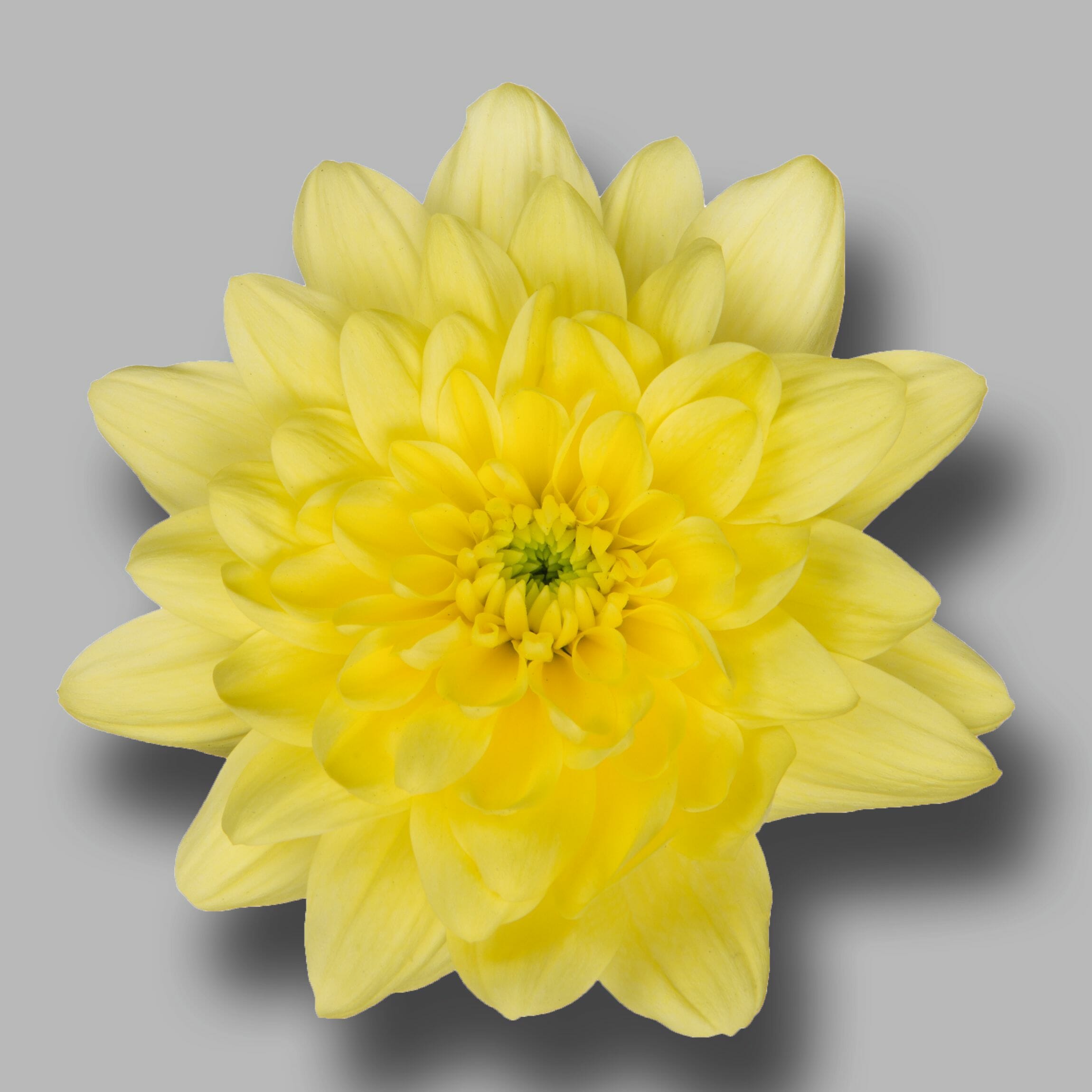 Chrysanthemum Pina Colada Yellow (10 Stems)
