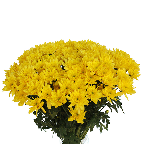 Chrysanthemum Pina Colada Yellow (10 Stems)