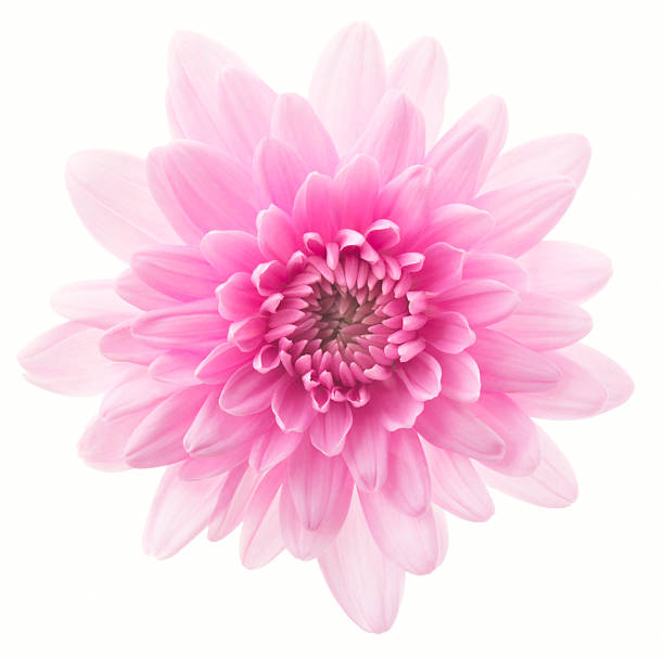 Chrysanthemum Pink (10 Stems)