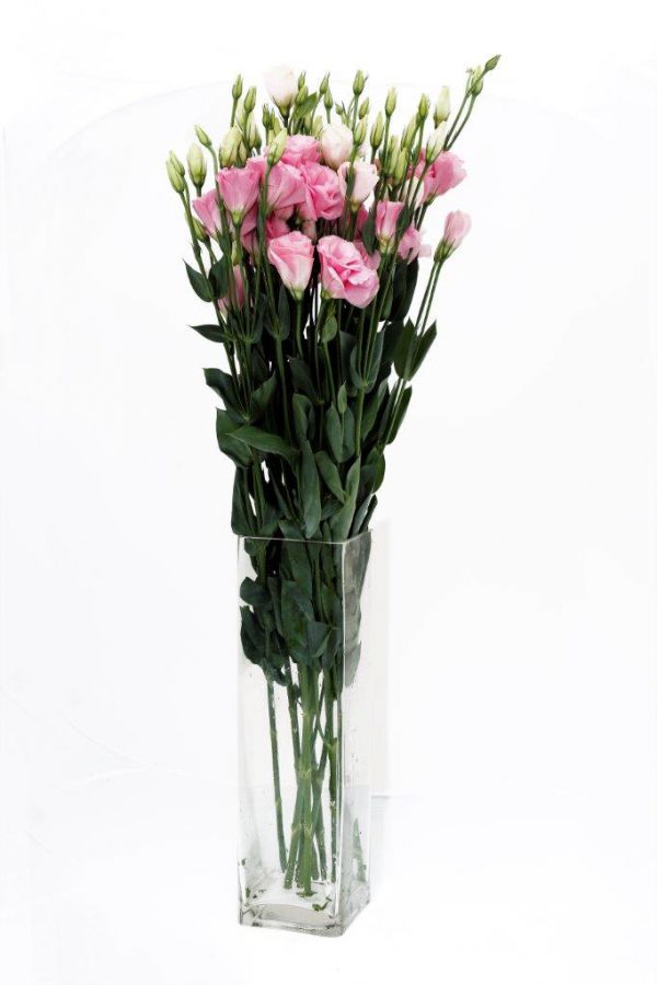 Eustoma Pink (5 Stems)