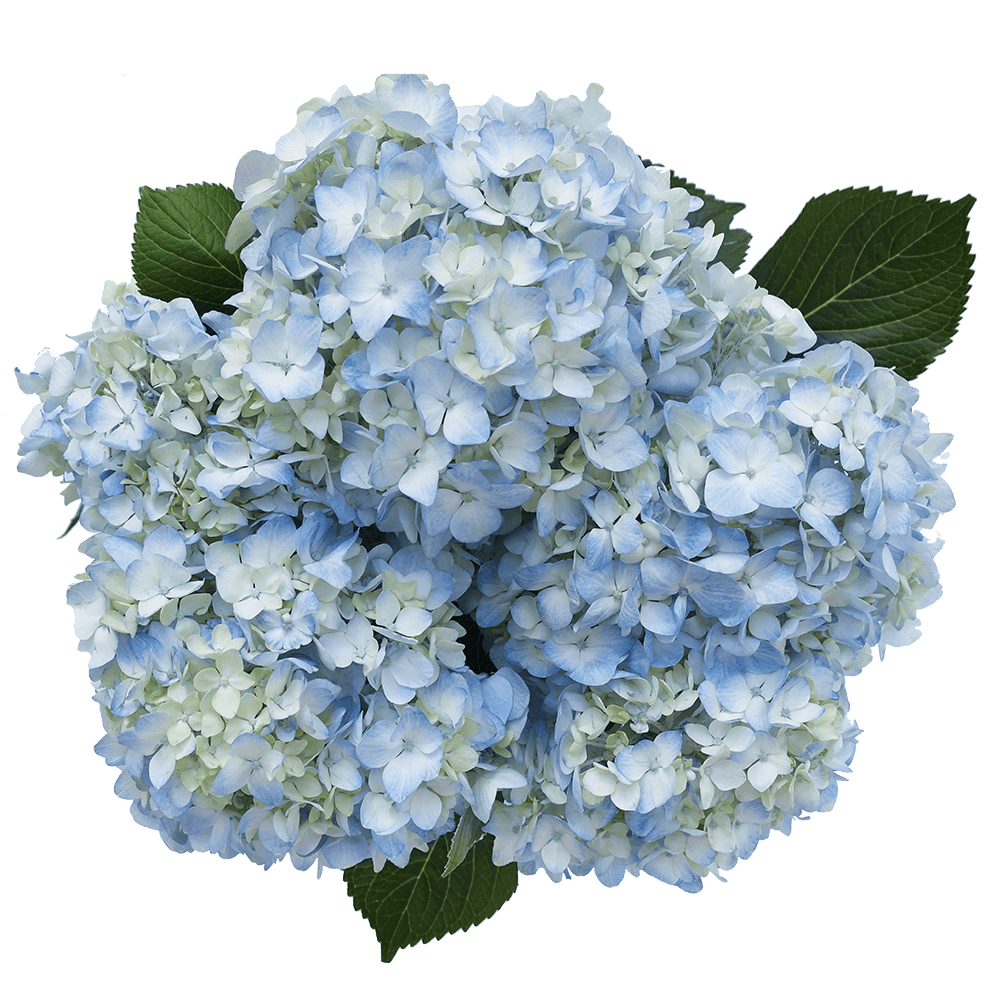 Hydrangea Dutch Blue Blue (4 Stems)