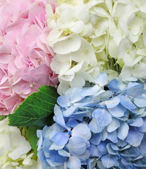 Hydrangea Mix (1 Stem)