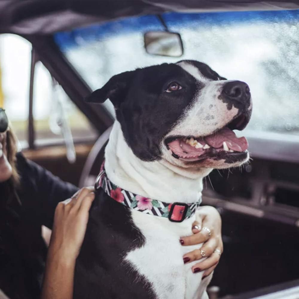Zee Dog Mahalo Collar Extra Small