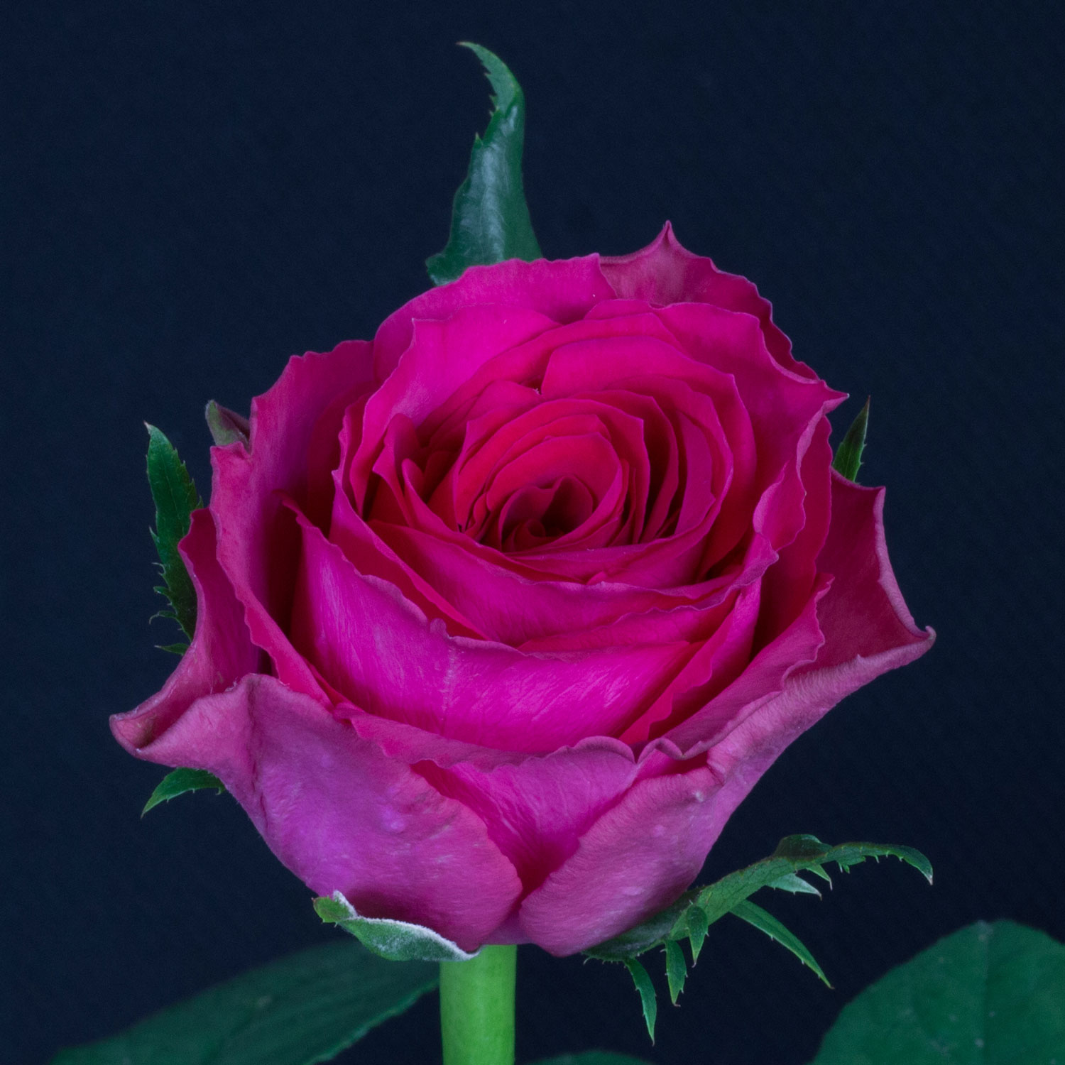 Rose Madam Cerise Pink (10 Stems)