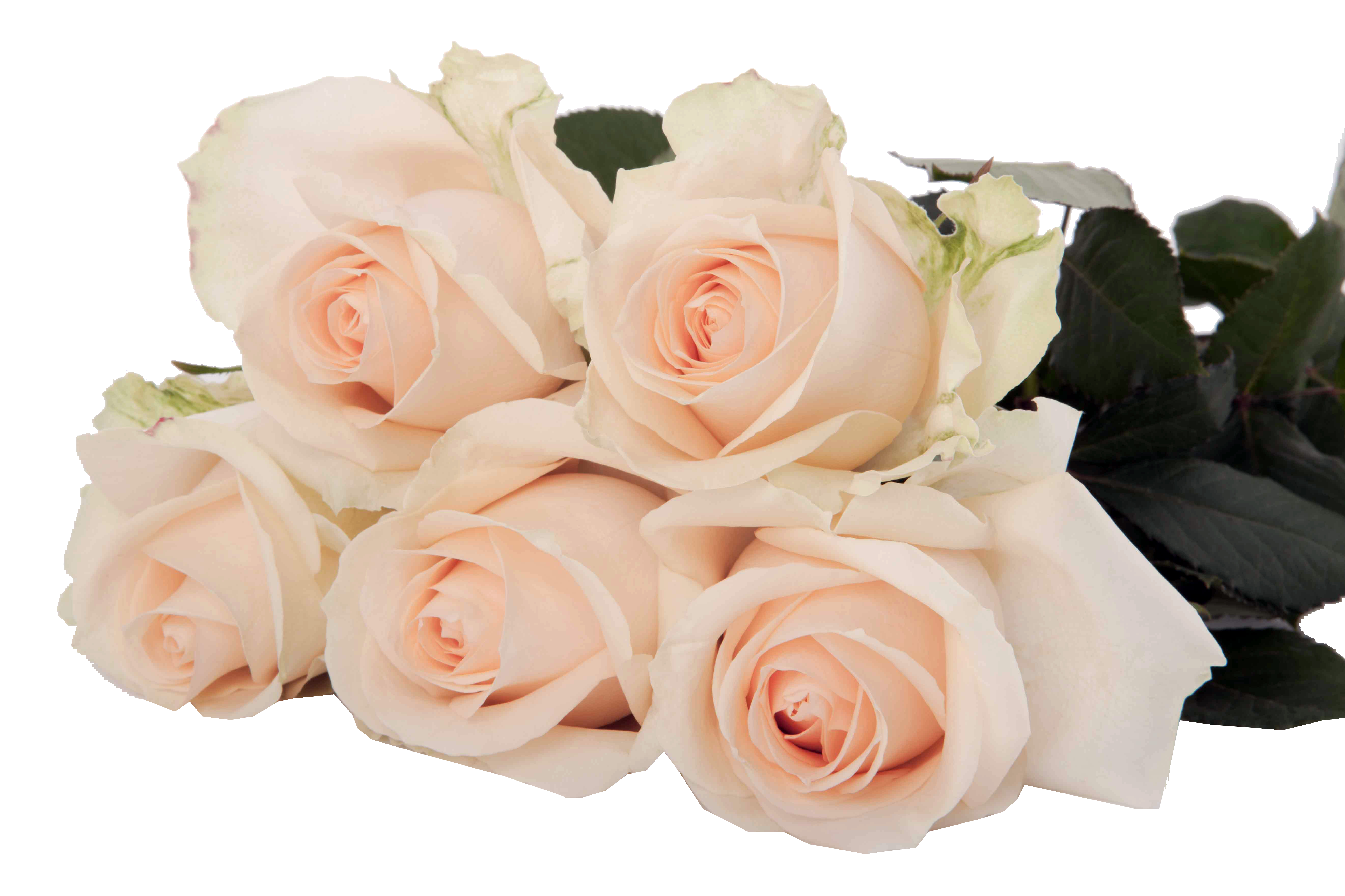 Rose Magical Avalanche Peach (10 Stems)