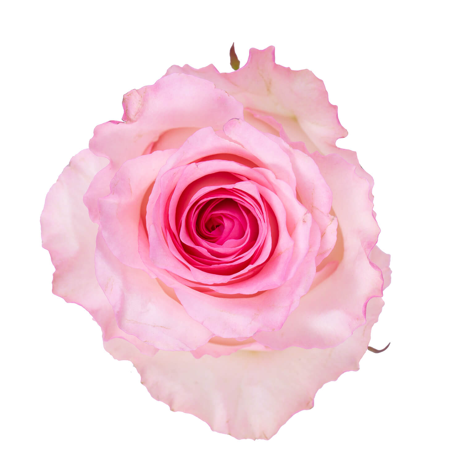 Rose Mandala Light Pink (10 Stems)