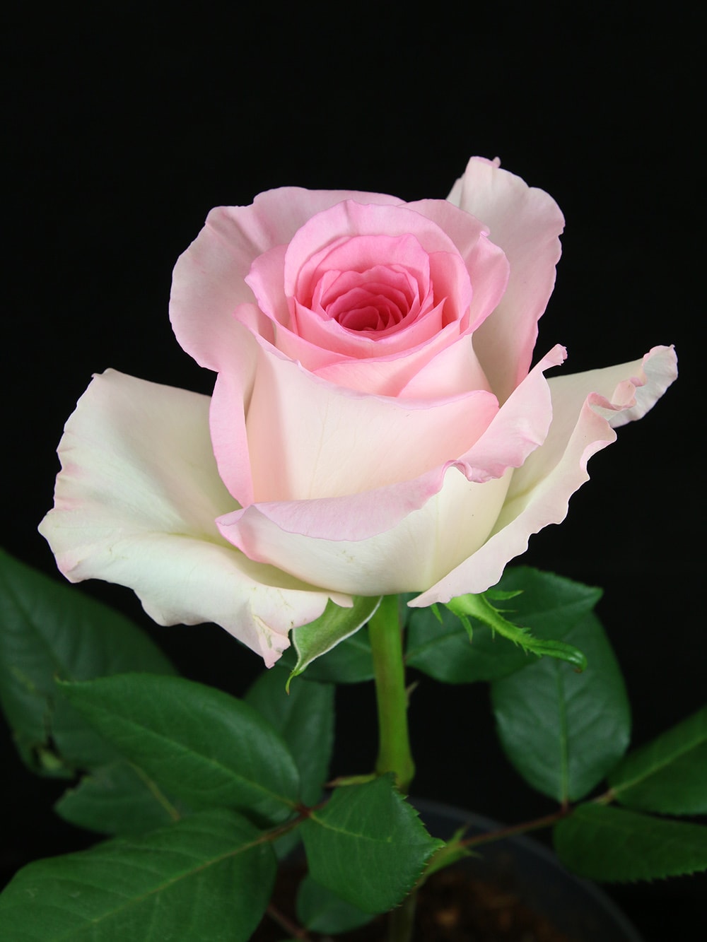 Rose Mandala Light Pink (10 Stems)