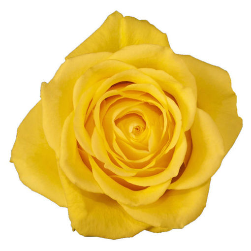 Rose Moonwalk Yellow (10 Stems)