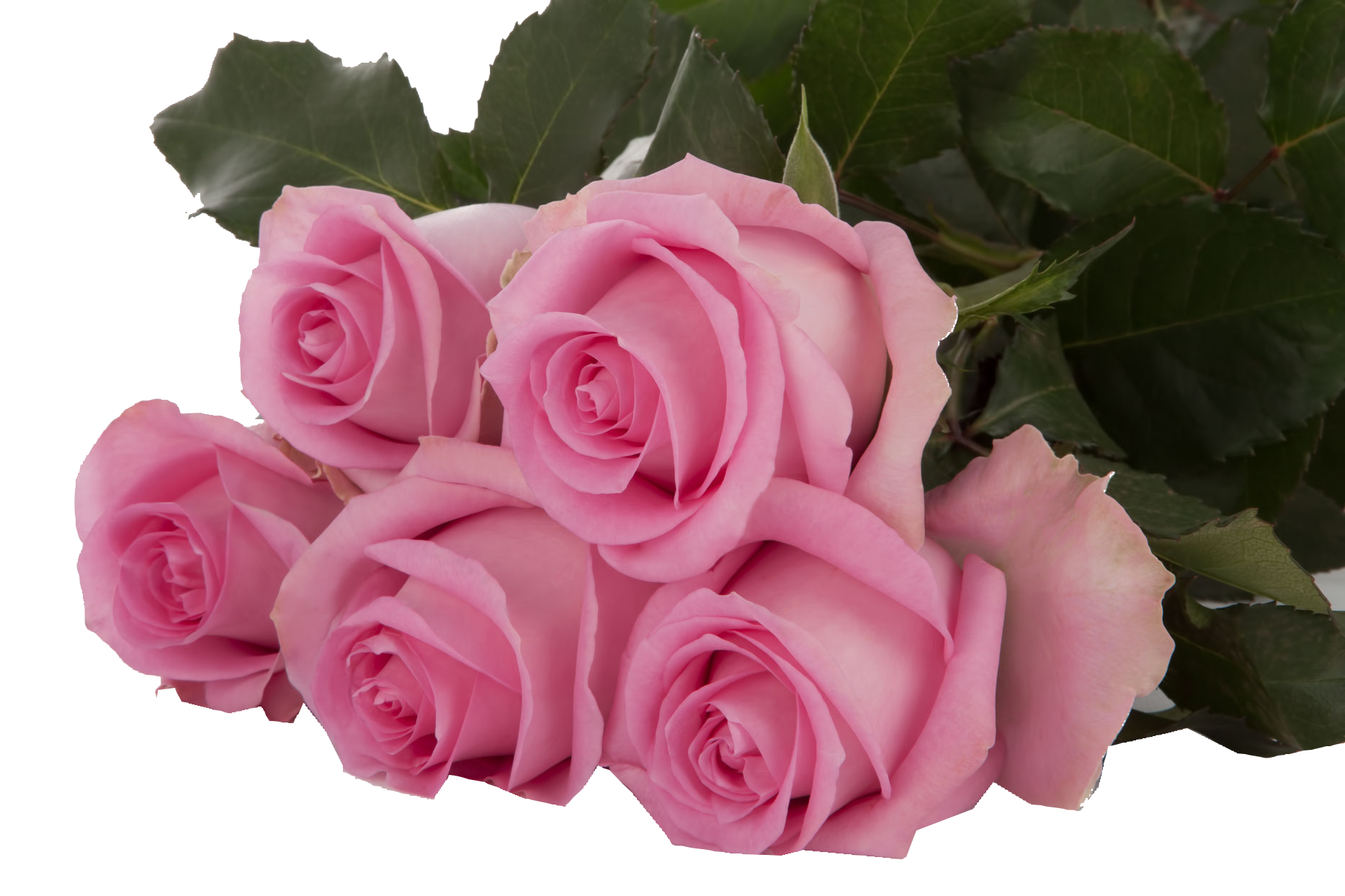 Rose Revival Pink (10 Stems)