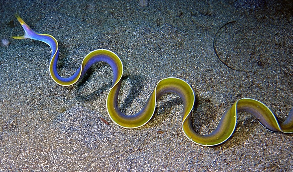 Blue ribbon eel(Rhinomuraena quaesita)