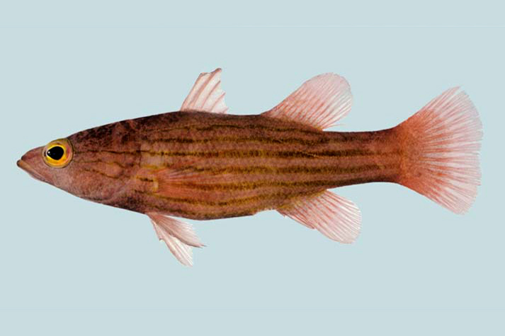 Japanesse basslet(Liopropoma susumi)
