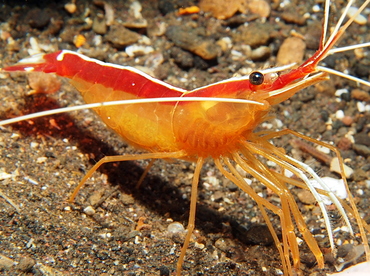 Orange skunk Shrimp(lysmata amboinensis)
