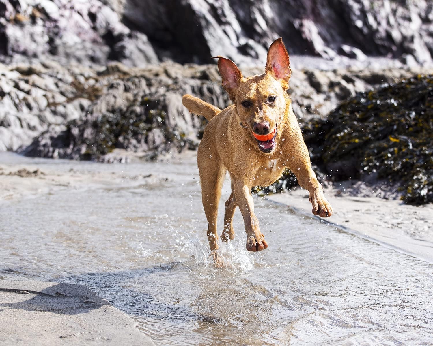 Chuckit! Fetch Ball 2-Pk Small