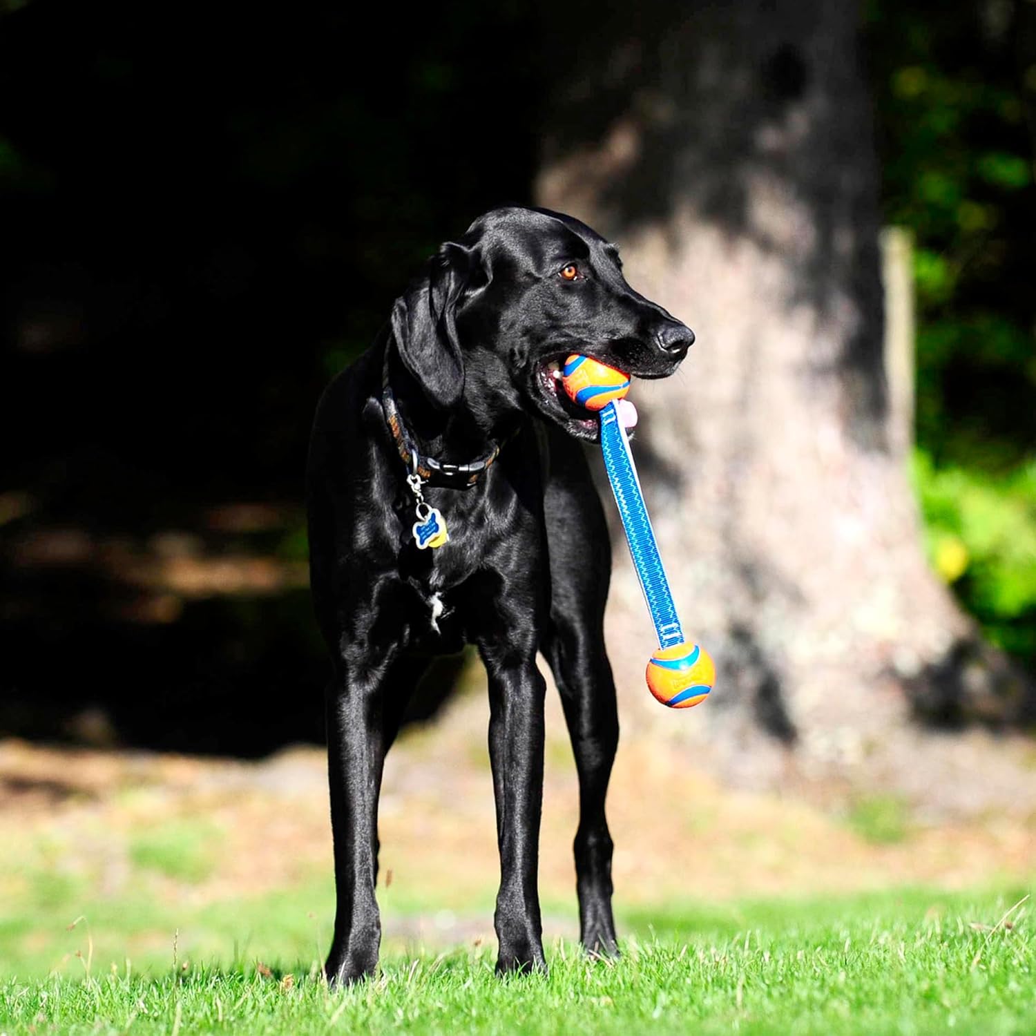 Chuckit! Ultra Duo Tug Medium