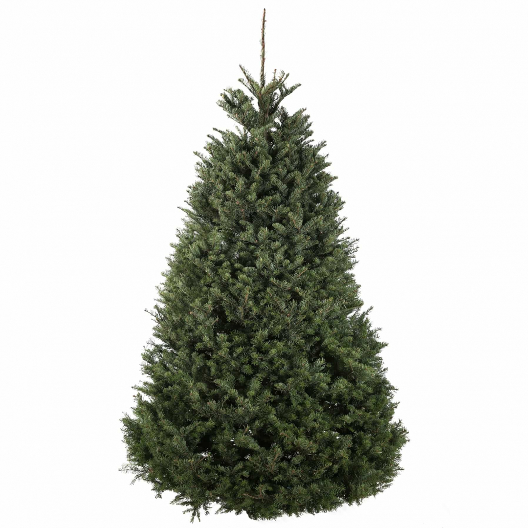 Nordmann Fir Europe Super Premium Christmas Tree 150 - 175 Cm