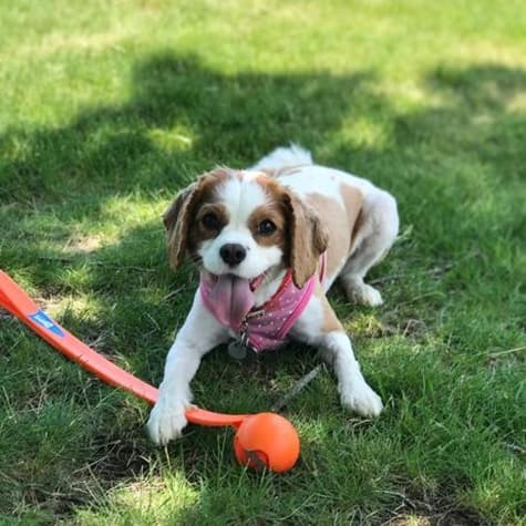 Petmate Chuckit! Sport 12M Ball Launcher