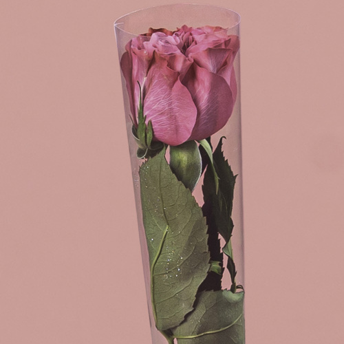 Single Pink Rose in Cone