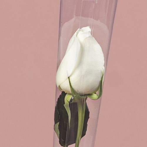 Single White Rose in Cone