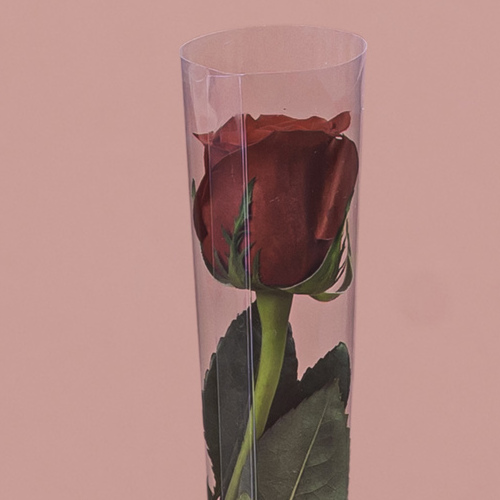 Single Red Rose in Cone