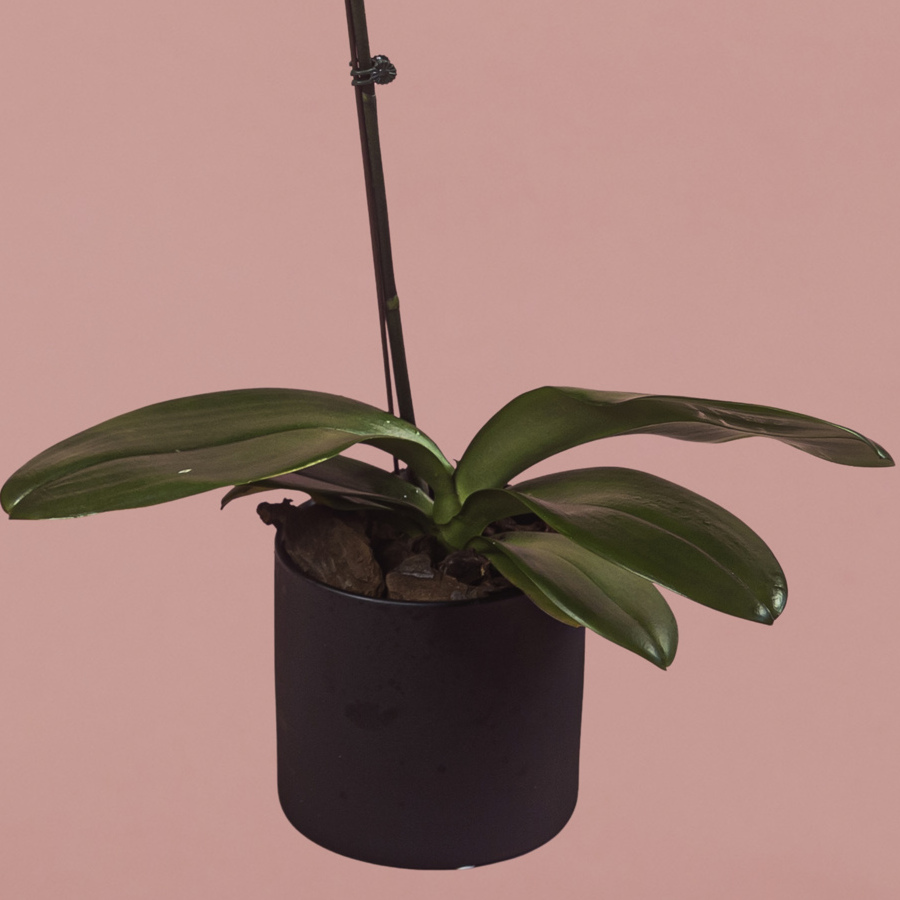 Purple Phalaenopsis in Black Pot