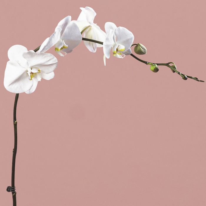 White Phalaenopsis in Rose Gold Pot