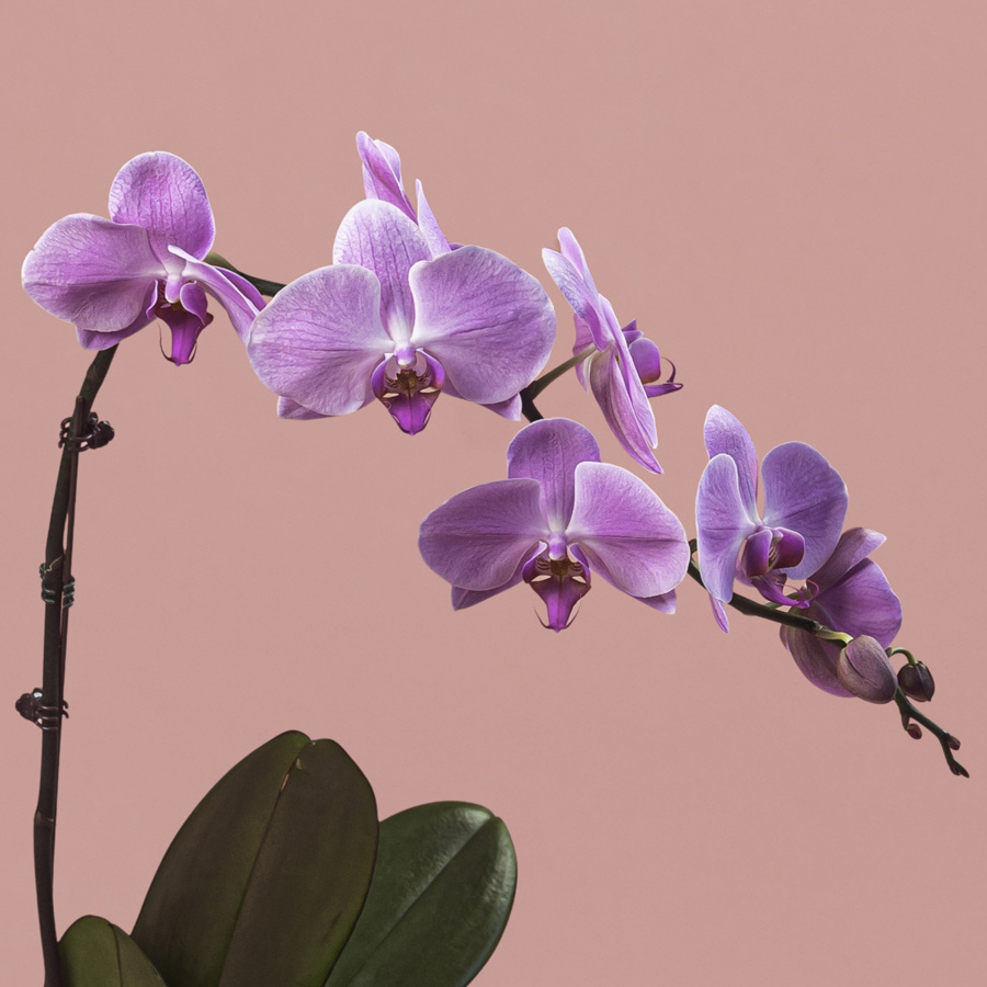 Pink Phalaenopsis in Black Pot