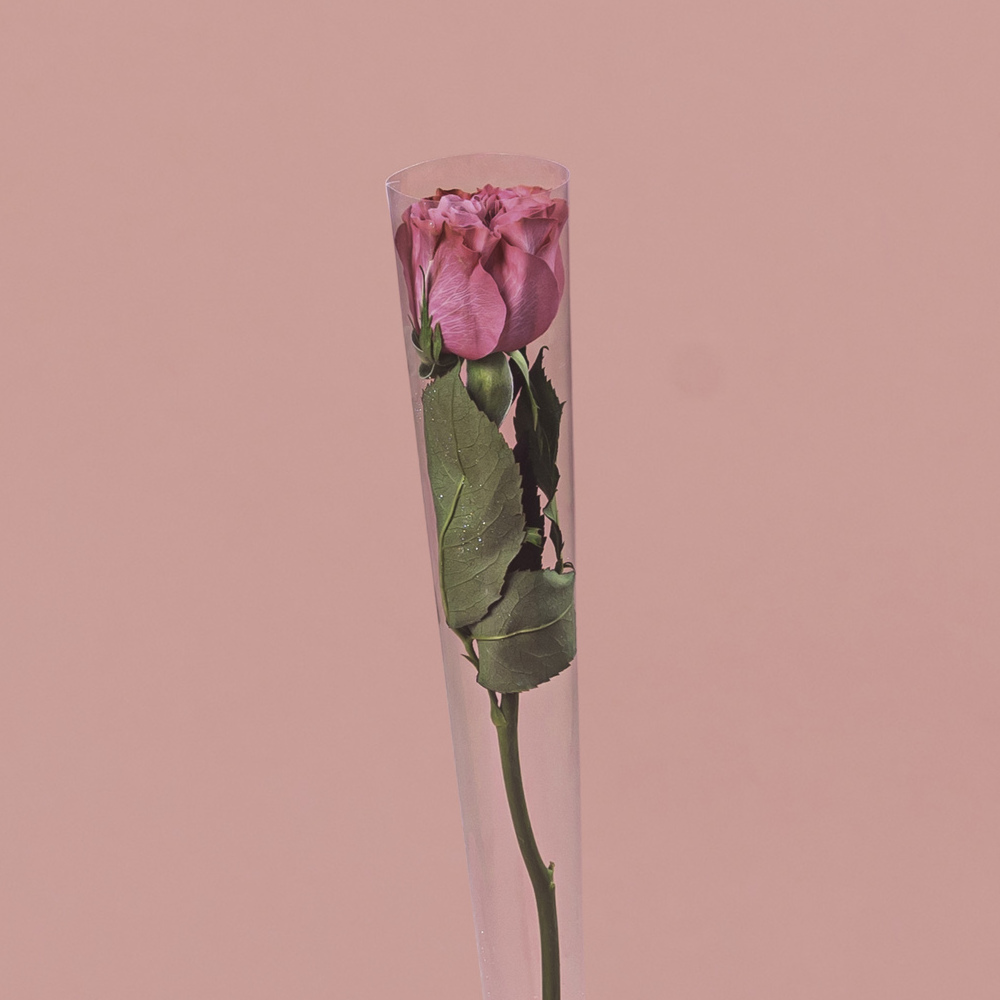 Single Pink Rose in Cone