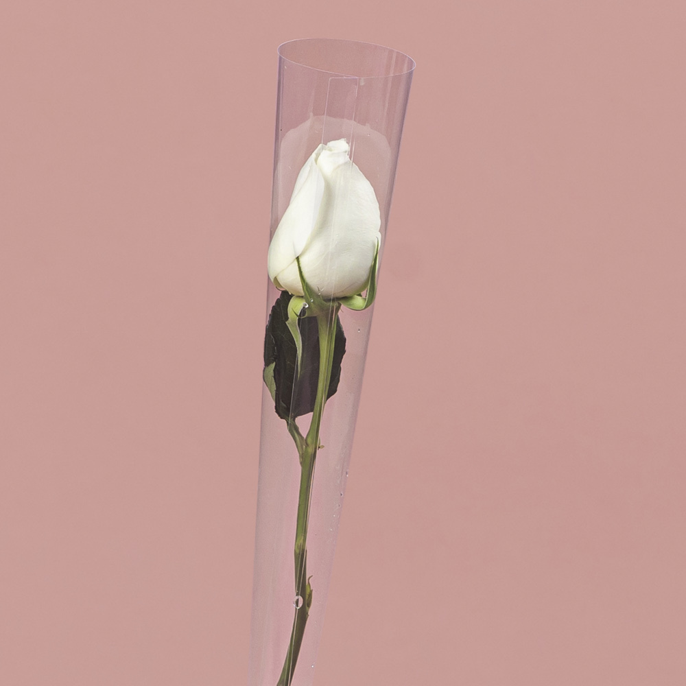 Single White Rose in Cone