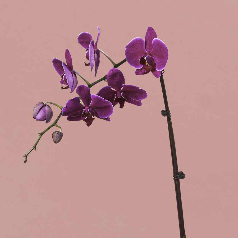 Purple Phalaenopsis in Black Pot