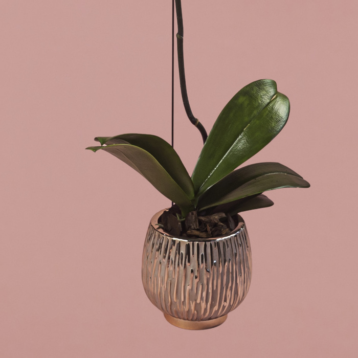 White Phalaenopsis in Rose Gold Pot