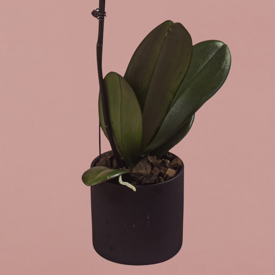 Pink Phalaenopsis in Black Pot