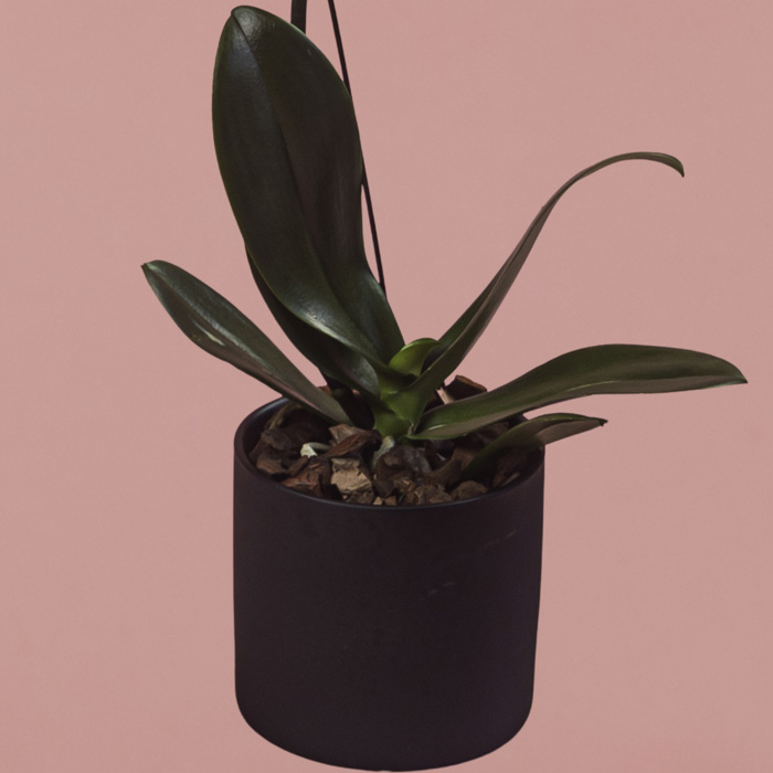 White Phalaenopsis in Black Pot