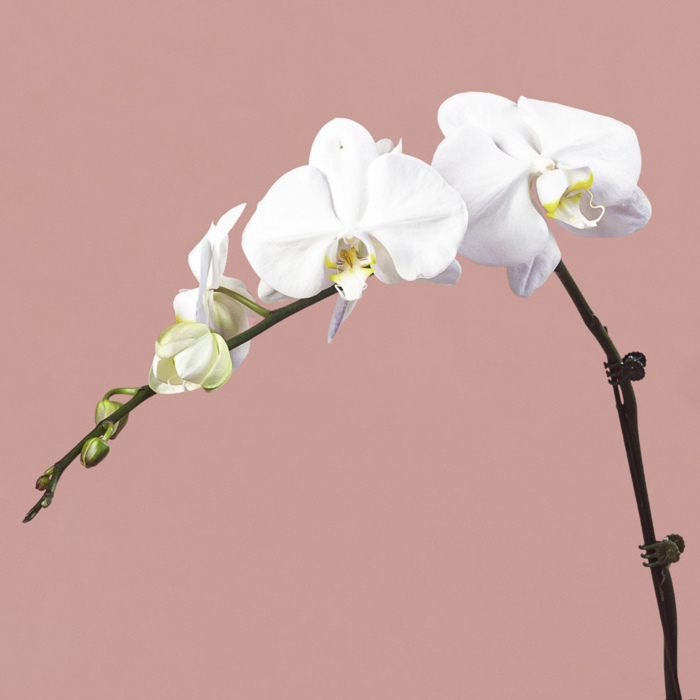 White Phalaenopsis in Black Pot