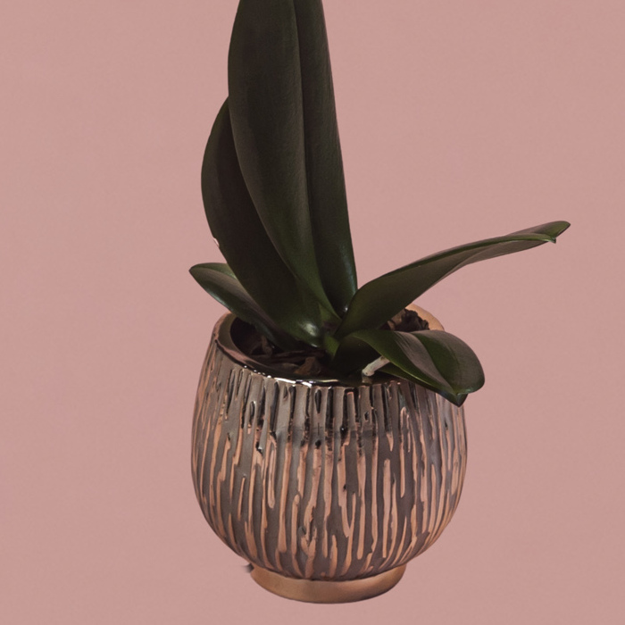 Pink Phalaenopsis in Rose Gold Pot