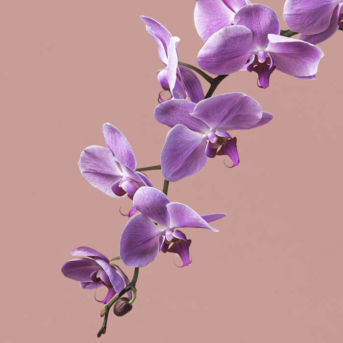 Pink Phalaenopsis in Rose Gold Pot