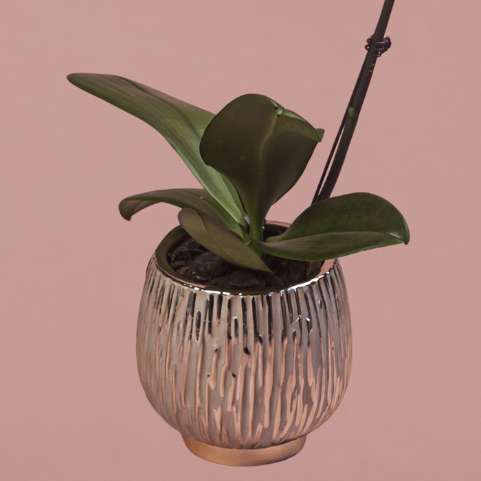 Purple Phalaenopsis in Rose Gold Pot