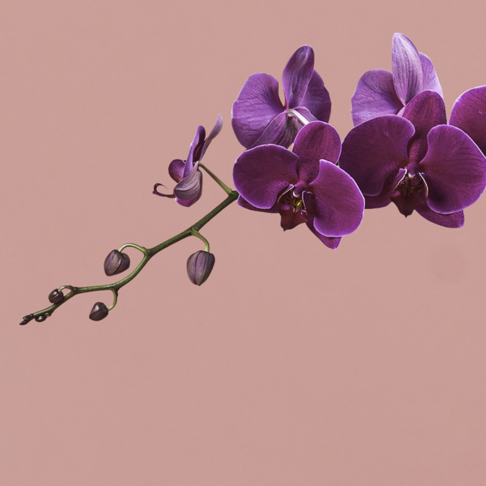 Purple Phalaenopsis in Rose Gold Pot