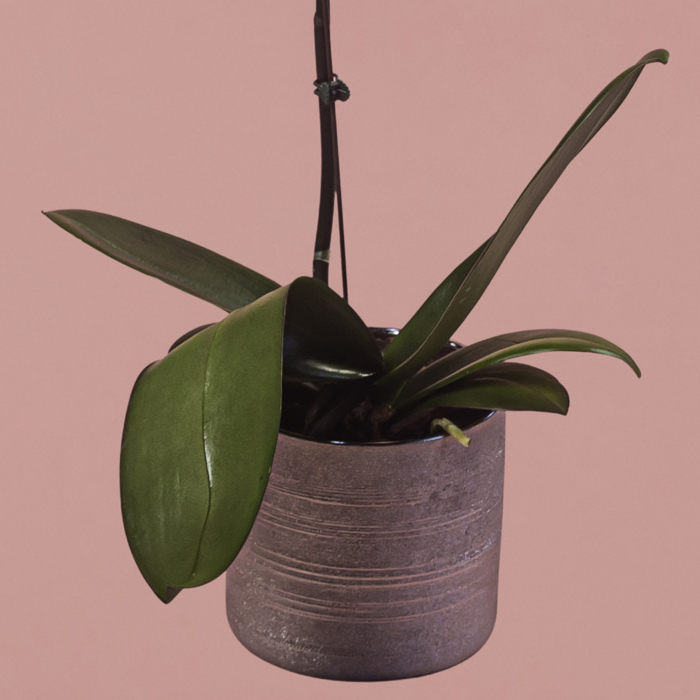 Pink Phalaenopsis in Silver Pot