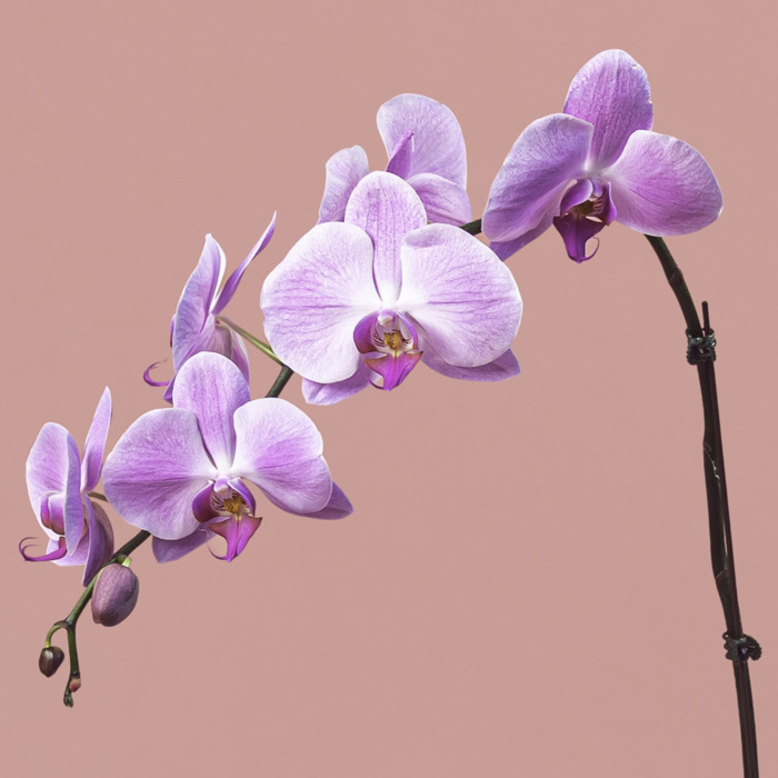 Pink Phalaenopsis in Silver Pot
