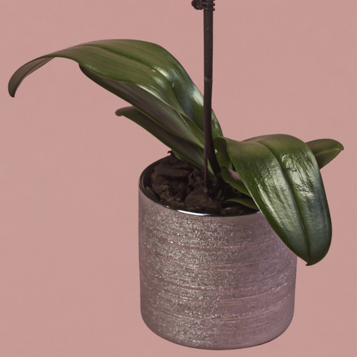 Purple Phalaenopsis in Silver Pot