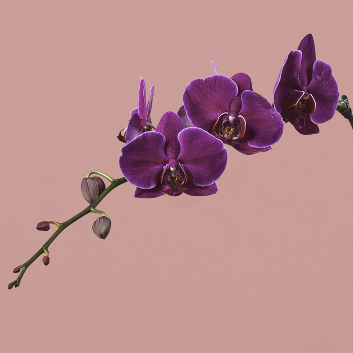 Purple Phalaenopsis in Silver Pot