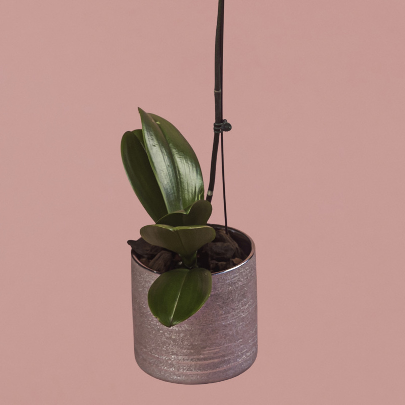 White Phalaenopsis in Silver Pot