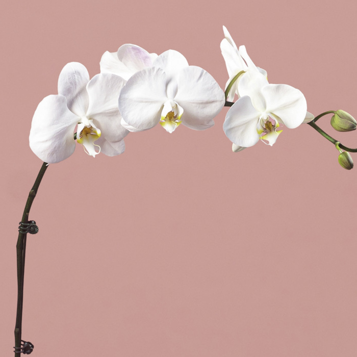 White Phalaenopsis in Silver Pot