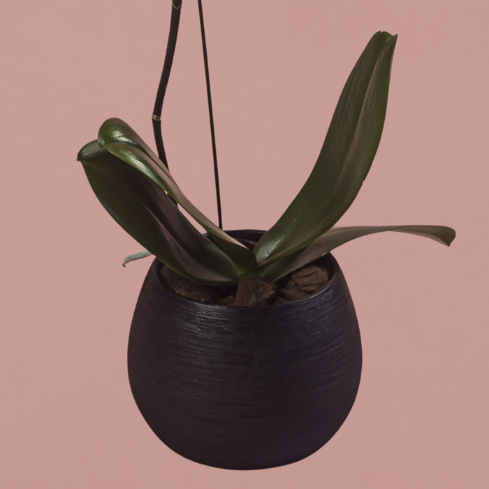 White Phalaenopsis in Black Round Pot