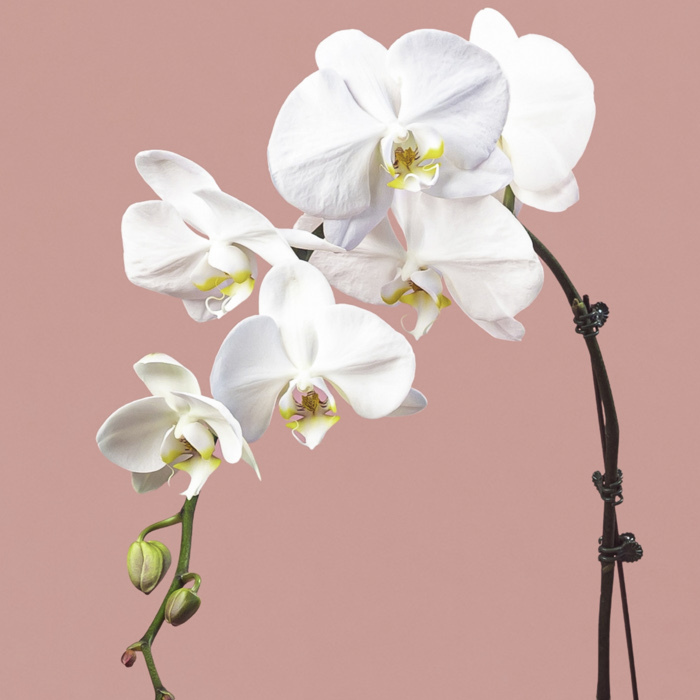 White Phalaenopsis in Black Round Pot